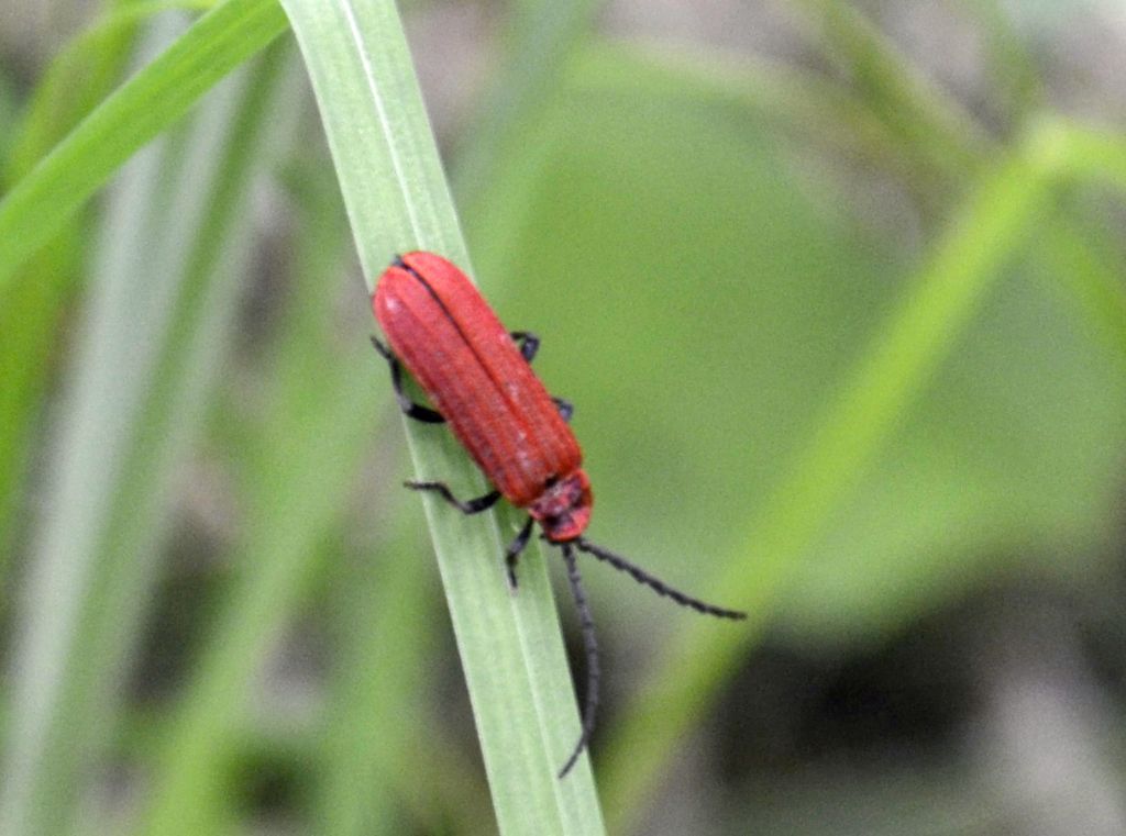 Lycidae: Lopheros rubens (cf.)